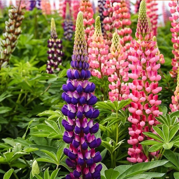 Seminte flori, lupin, 100 seminte