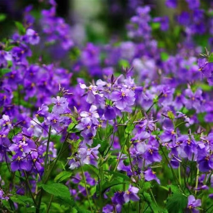 Семена за цветя Orychophragmus violaceus 100 бр