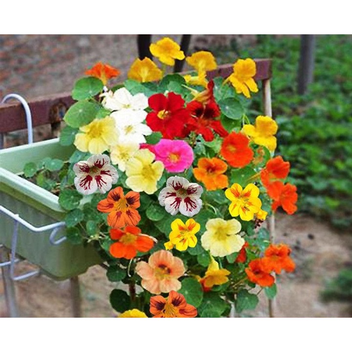 Seminte flori, nasturtium, 20 bucati