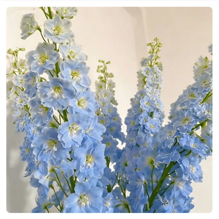 Seminte flori, delphinium, 50 seminte