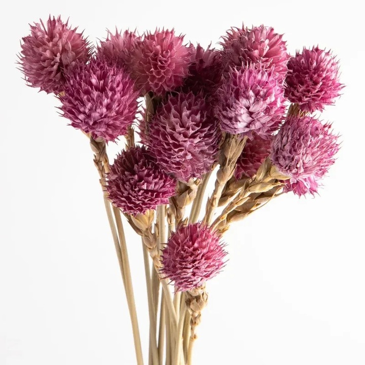 Flori Uscate Gomphrena Lila 25 Grame pentru Decor Elegante