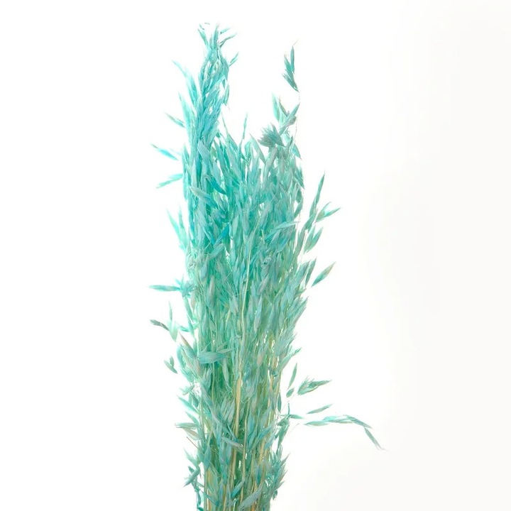 Flori de Ovaz Uscate Albastru Deschis 60 grame - Decor Universal