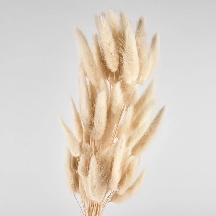 Flori Uscate de Lagurus Bej 40g - Decor Natural si Elegant