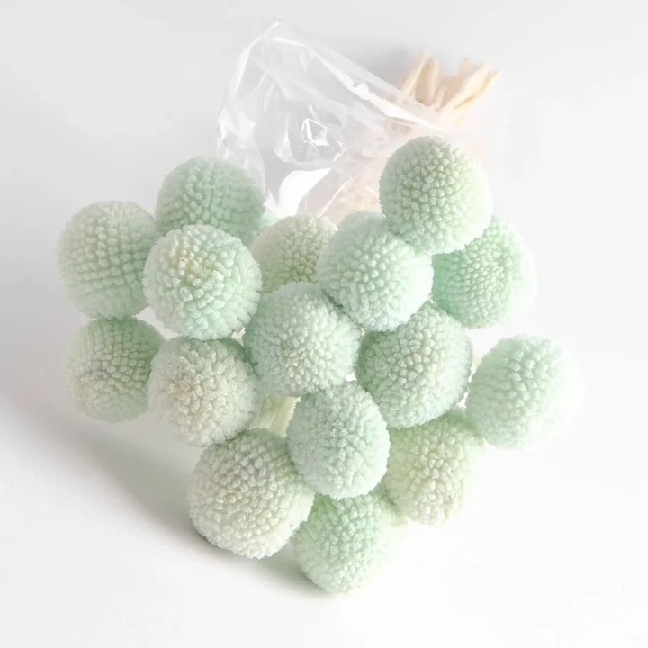Flori uscate Craspedia verzi 20 capete 55 grame pentru decoratiuni