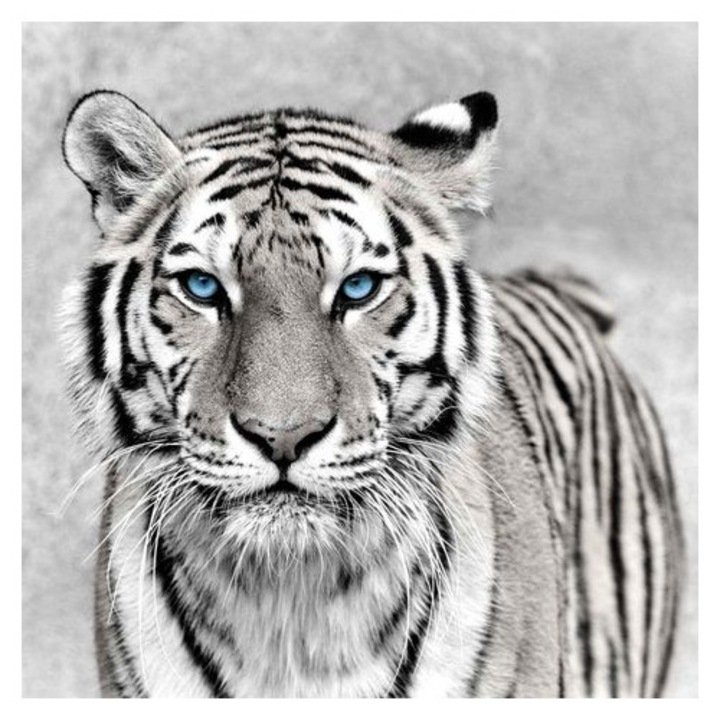 Vászonkép kék szemű tigris 65x65cm többszínű FSC fa keret