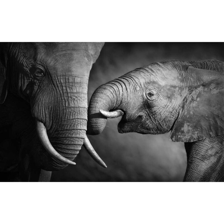 Tablou, Tendresse, 80x50cm, többszínű