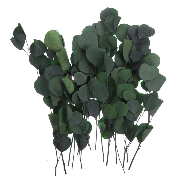 Frunze uscate de eucalipt, decor natural, verde, 45x14x14cm