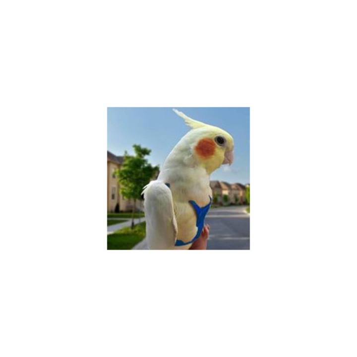 Ham reglabil pentru papagali, lesa elastica