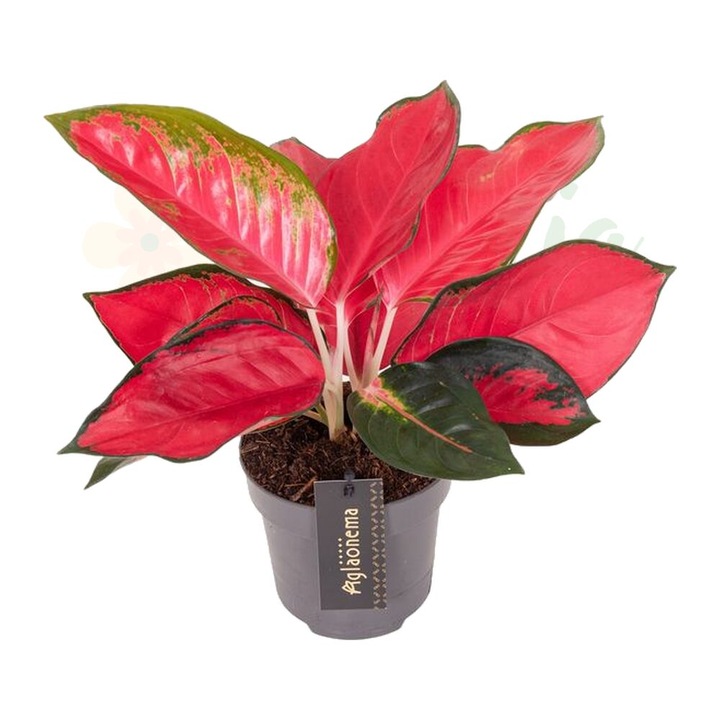 Аглаонема 'Chili Red' D12cm