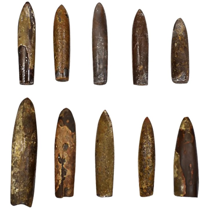 YANYXR 10 darabos belemnit fosszília készlet, természetes, 4x1x1cm