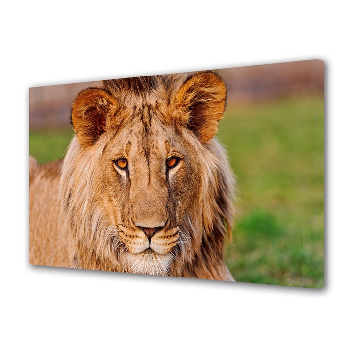 Tablou Canvas Luminos in intuneric VarioView LED Animale Leu African la Gradina Zoologica 40 x 60 cm