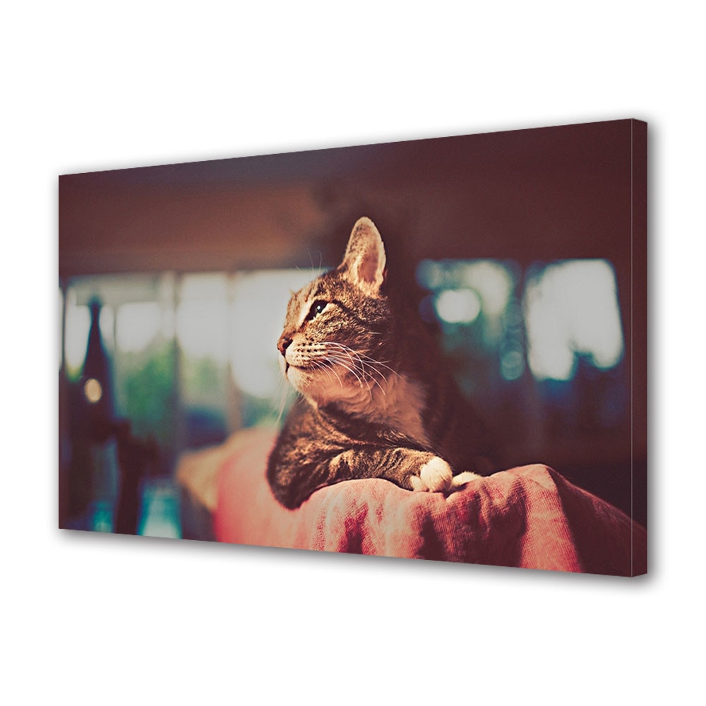 Tablou Canvas Luminos in intuneric VarioView LED Animale Poza vintage a unei pisici 30 x 45 cm