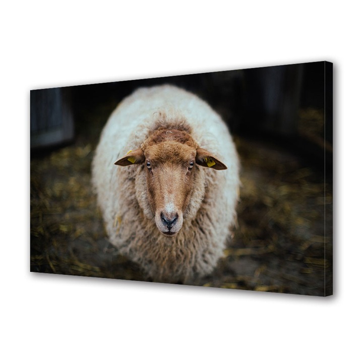 Tablou Canvas Luminos in intuneric VarioView LED Animale Oaie in Olanda 30 x 45 cm