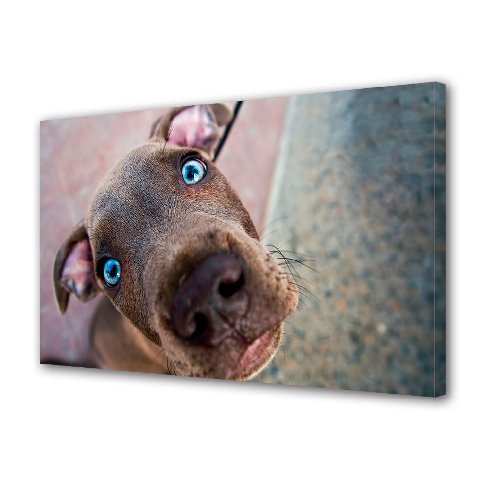 Tablou Canvas Luminos in intuneric VarioView LED Animale Caine Weimaraner 70 x 100 cm