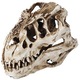 Dinoszaurusz koponya dísz, gyanta, realisztikus Halloween dekoráció