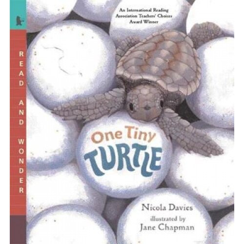 One Tiny Turtle, Nicola Davies