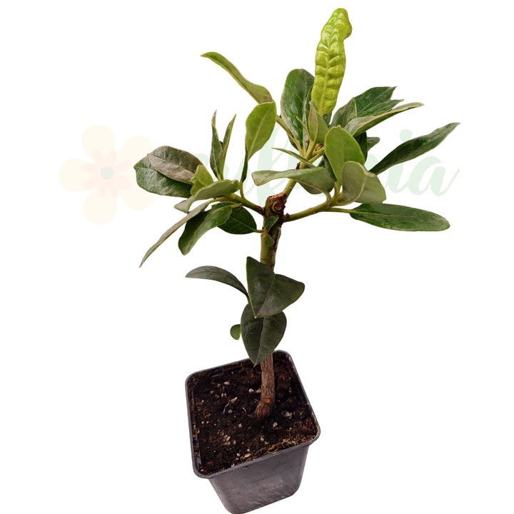 Японска азалия (Rhododendron) Roseum Elegans, розово-червени цветове, D9см