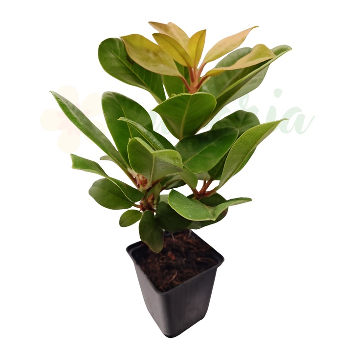 Японска азалия (Rhododendron) Catawbiense Grandiflorum, виолетови цветове, D9cm