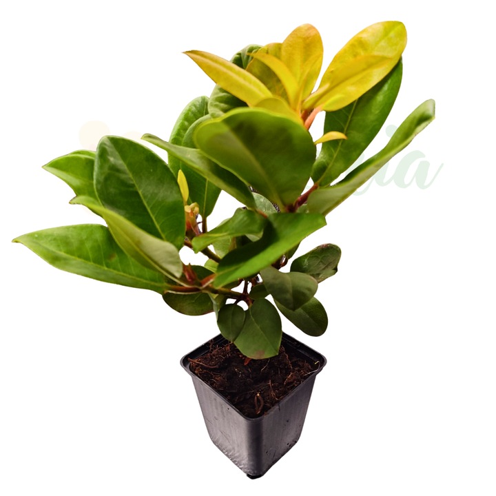 Японска азалия (Rhododendron) Cunningham's White, бели цветове, D9cm