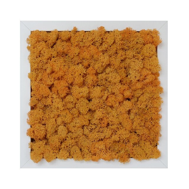 Tablou licheni urbani ARTFLORA Uni Orange, 25 x 25 cm, MDF alb