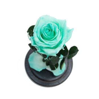 Trandafir Criogenat Menta in cupola de sticla Queen Flowers Trandafir Criogenat Menta in cupola de sticla Queen Flowers