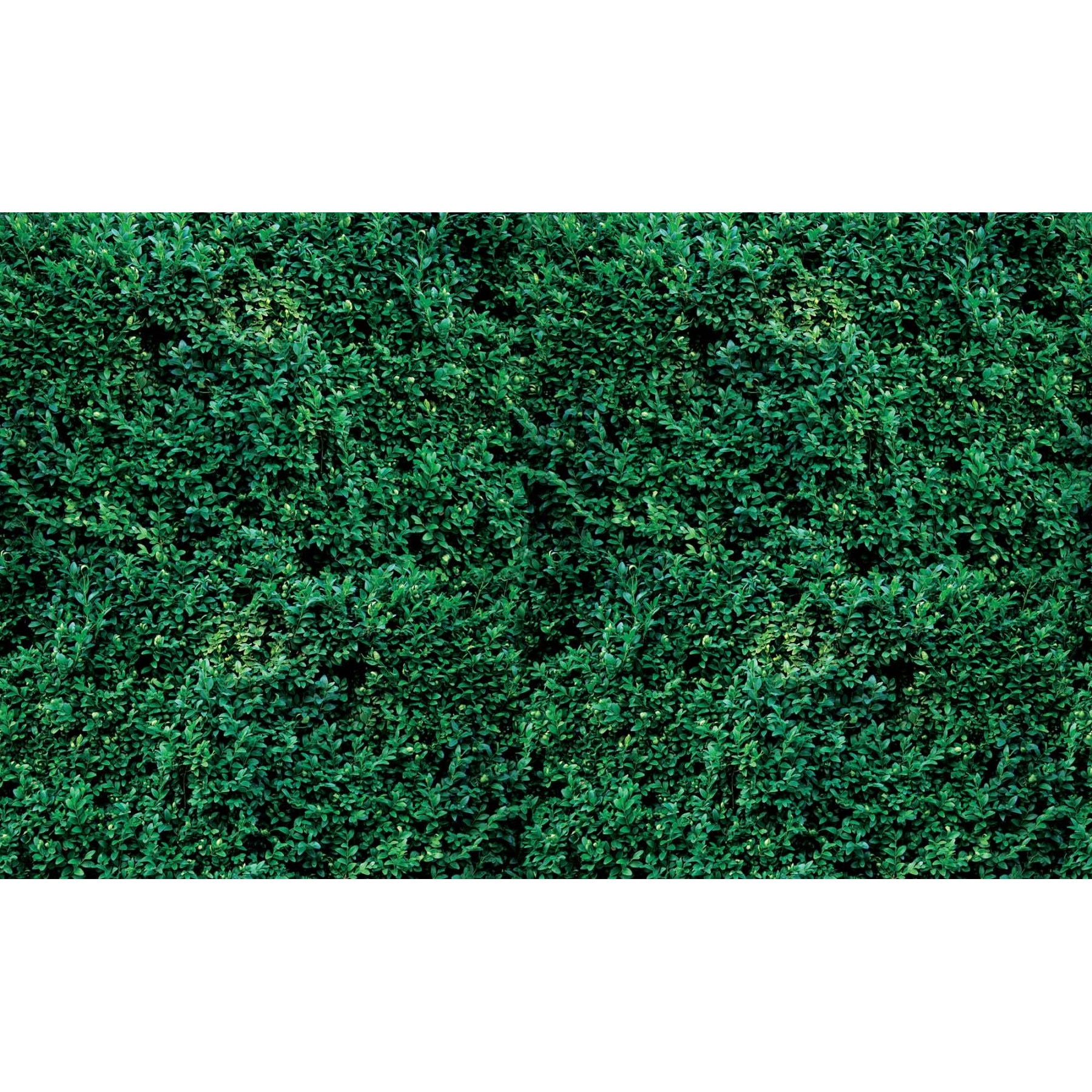 Fototapet DEGRETS 83944 3D Larba 254x368cm