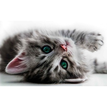 Fototapet DEGRETS 83666 Pisica 3D 184x254cm Fototapet DEGRETS 83666 Pisica 3D 184x254cm
