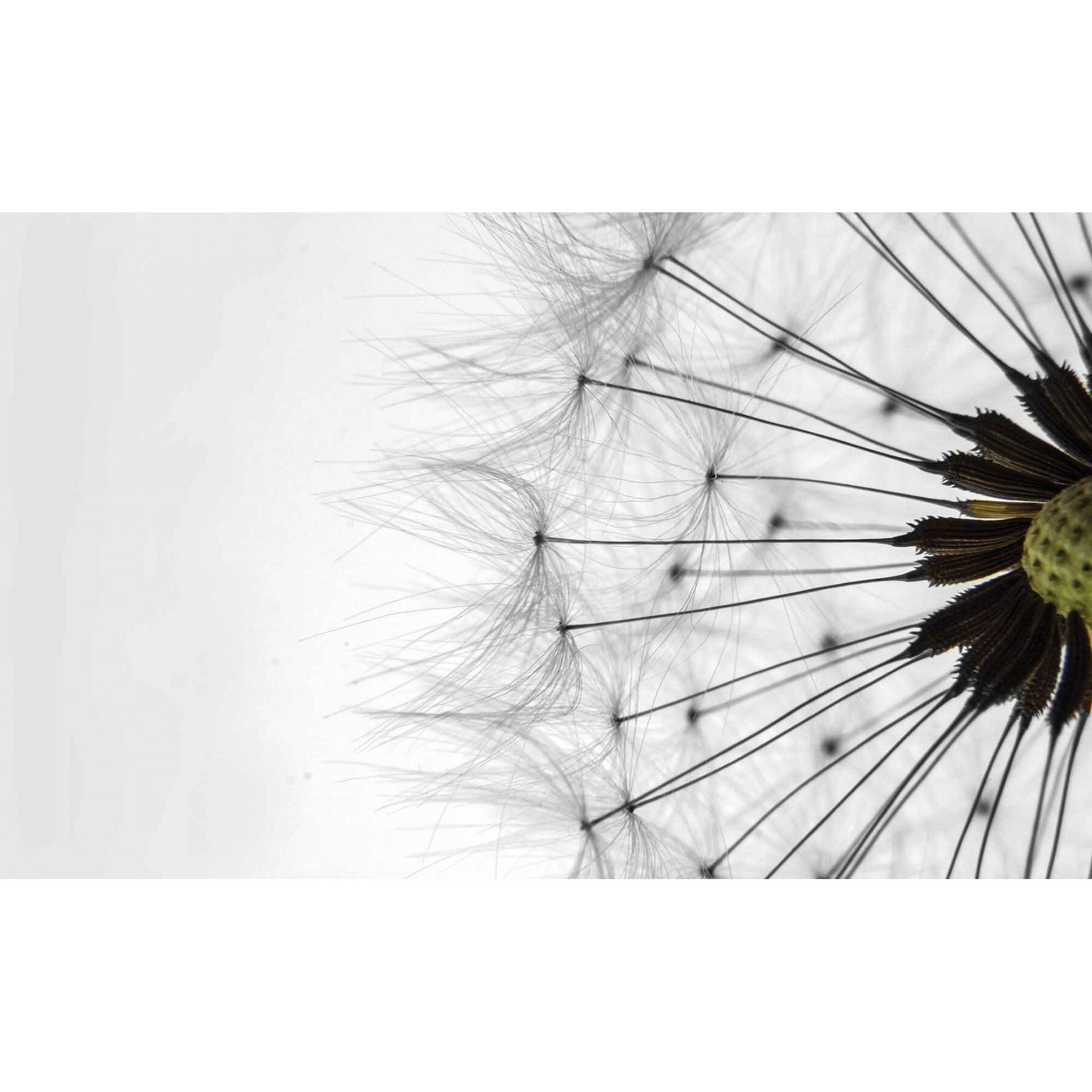 Fototapet DEGRETS 83670 Papadie 1 3D 184x254cm