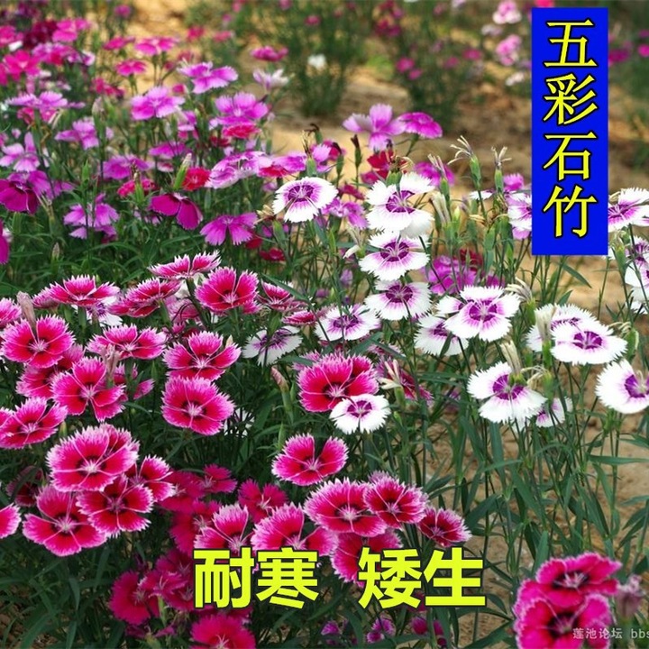 Seminte flori Dianthus chinensis K0204-20260728-206, semanat tot anul, multicolor, 100 seminte