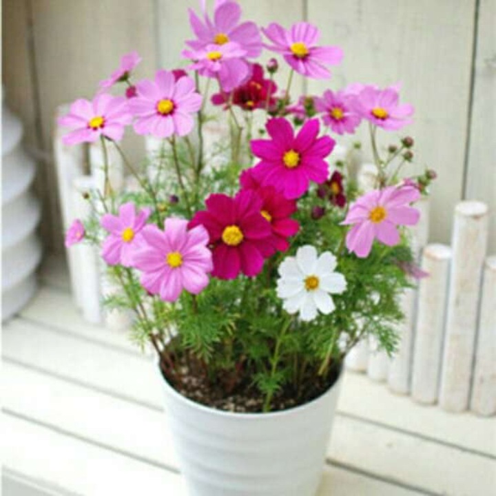 Seminte de flori cosmos mix, multicolor, 100 seminte, insamantare in orice sezon, cod K0204-20260728-314
