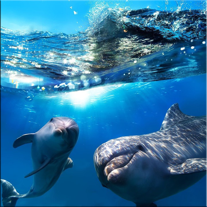 Картина Startonight DualView Два делфина, светлина в тъмнотo, 80 x 80 см