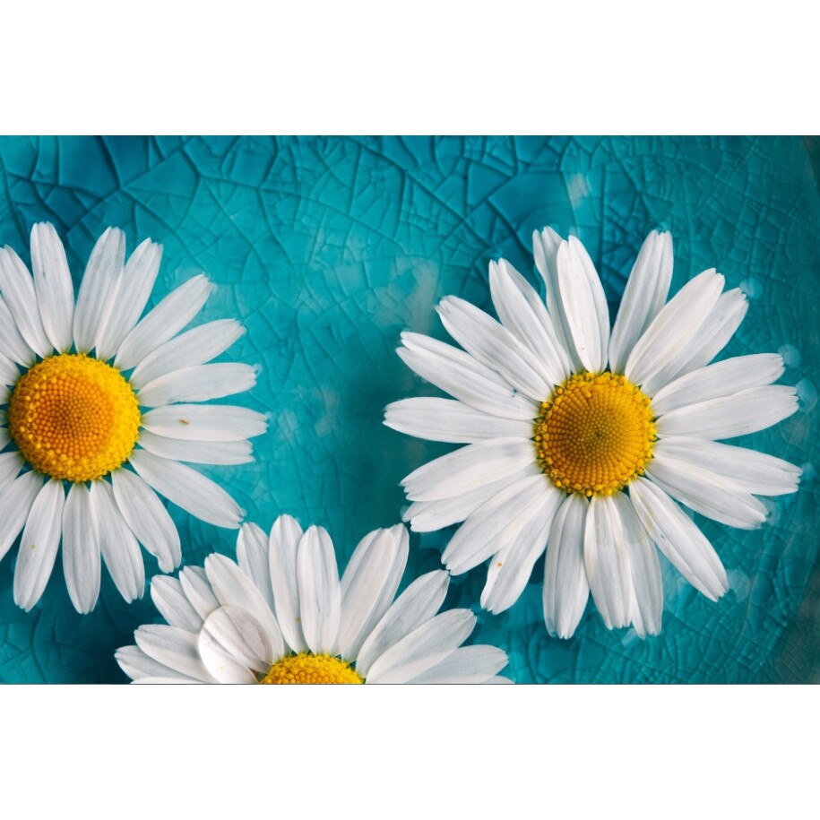 Tablou canvas Crizanteme albe (45 x 30 cm)