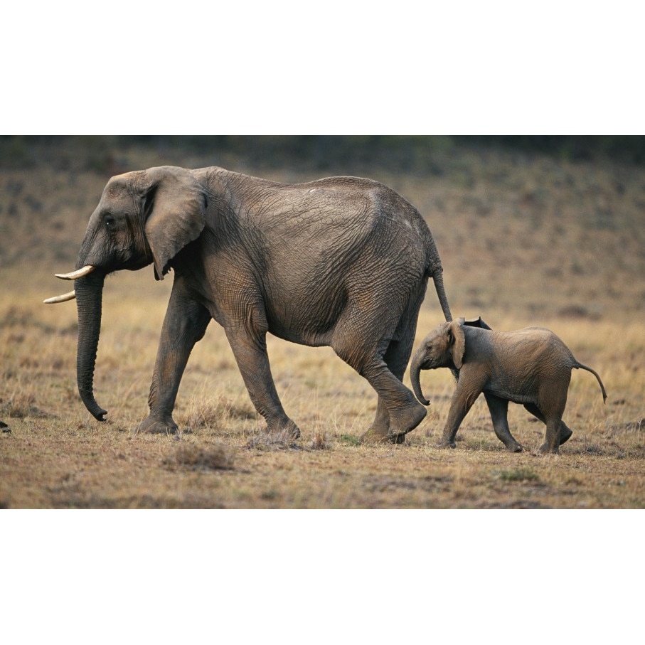 Fototapet Familie de elefanti (380 x 255 cm)