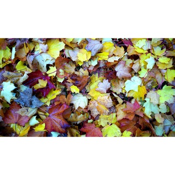 Fototapet Covor de frunze 300 x 200 cm Fototapet Covor de frunze 300 x 200 cm