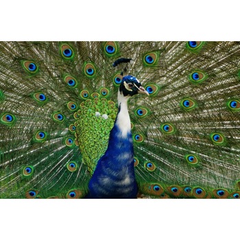 Fototapet Paunul 300 x 200 cm Fototapet Paunul 300 x 200 cm