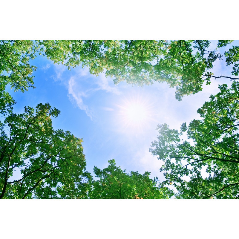 Fototapet din autocolant de perete Privind catre cer 270 x 200 cm