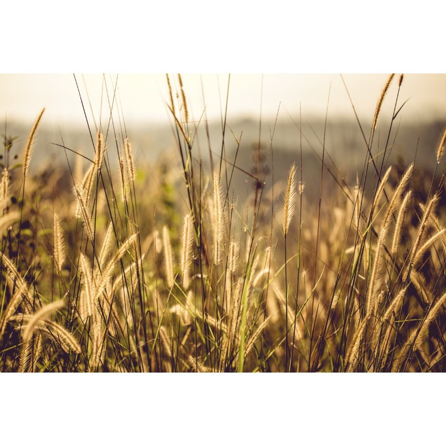 Fototapet Spice de iarba 300 x 200 cm