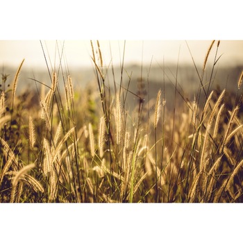 Fototapet din autocolant de perete Spice de iarba 270 x 200 cm Fototapet din autocolant de perete Spice de iarba 270 x 200 cm