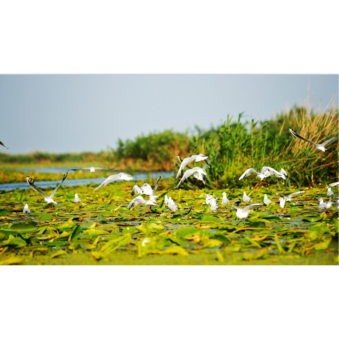 Tablou canvas Delta Dunarii (75 x 50 cm)