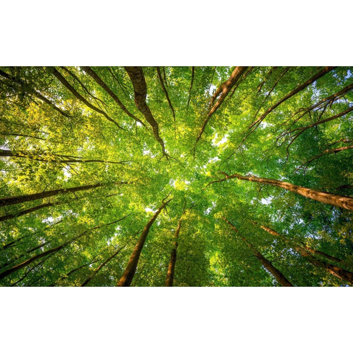 Fototapet Coroana verde(380 x 255 cm)