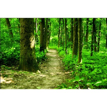 Tablou canvas Pe carare in padure (75 x 50 cm) Tablou canvas Pe carare in padure (75 x 50 cm)