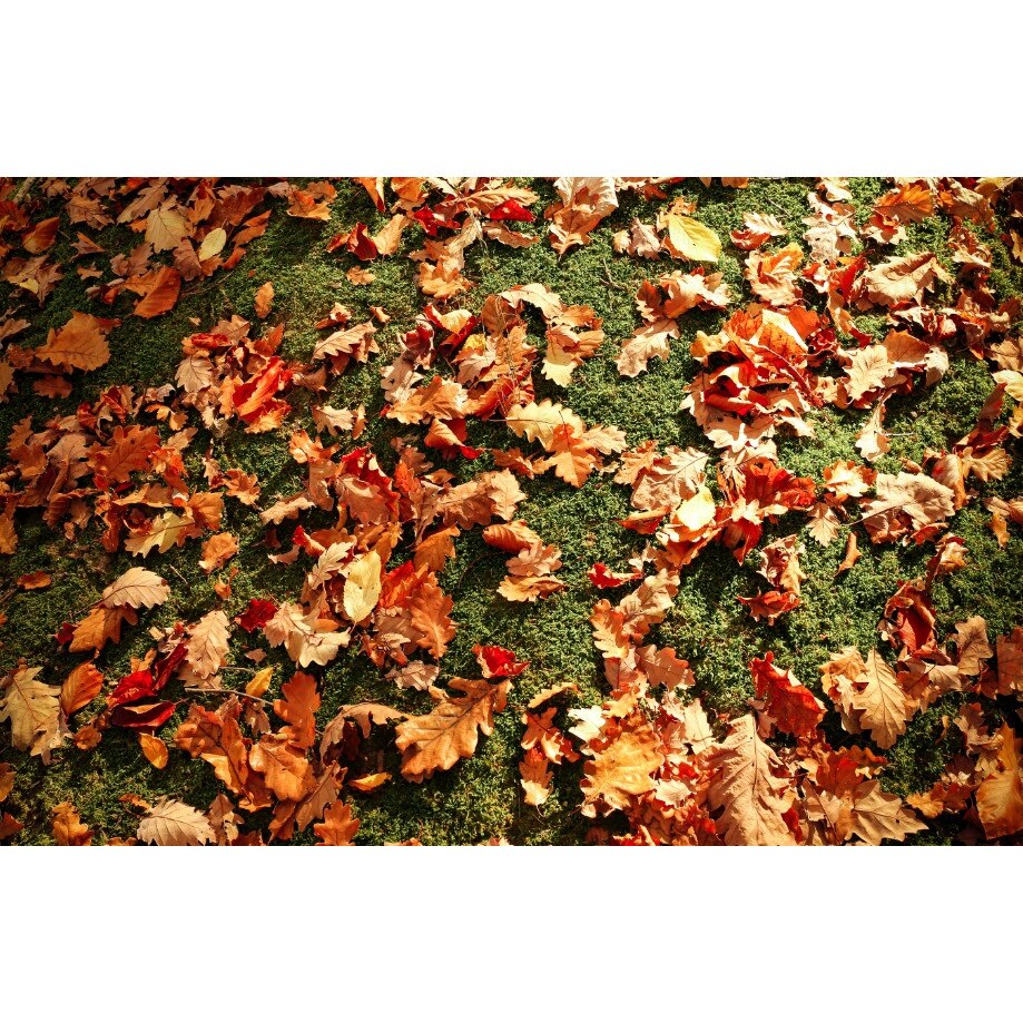 Fototapet din autocolant de perete Frunze de stejar 200 x 135 cm