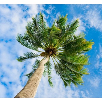 Tablou canvas patrat pomi 10 (60 x 60 cm) Tablou canvas patrat pomi 10 (60 x 60 cm)