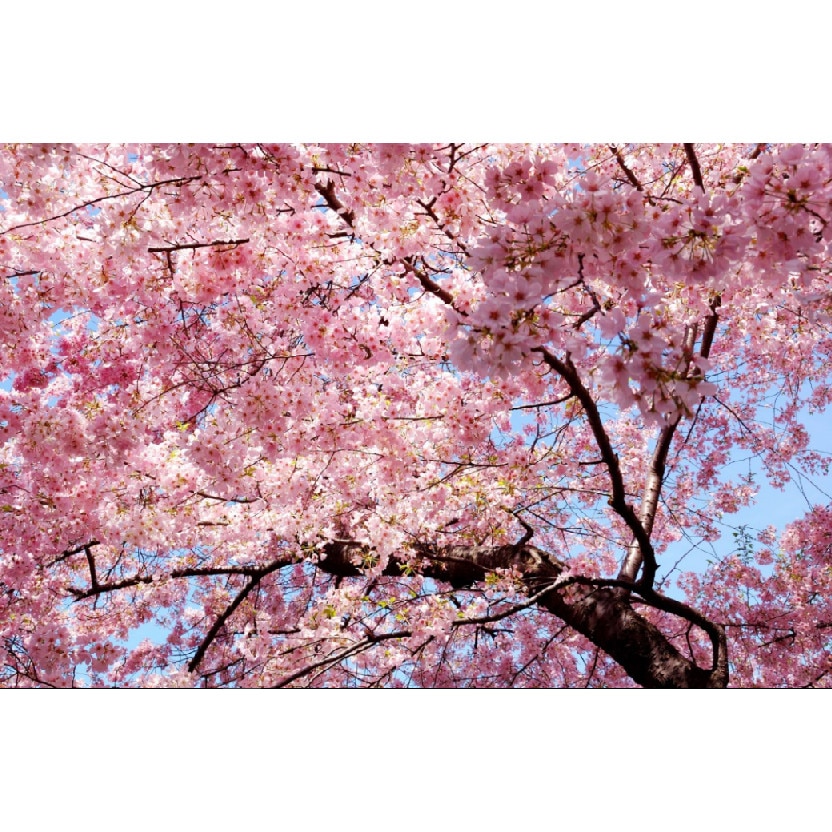 Fototapet Crenguta Roz 300 x 200 cm