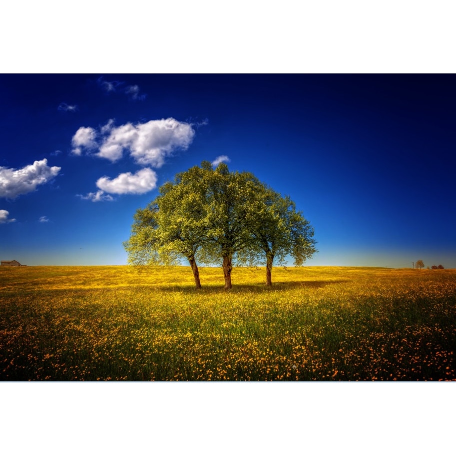 Fototapet O singura coroana (380 x 255 cm)