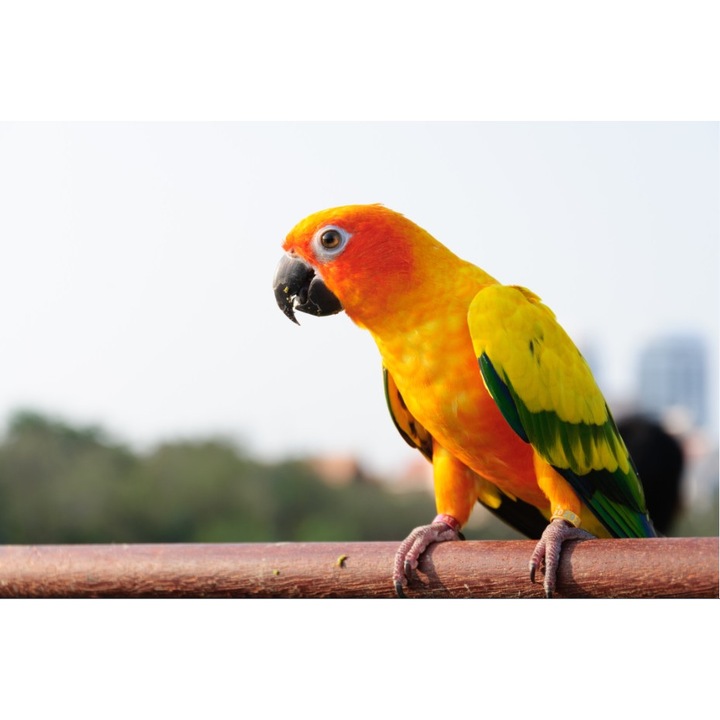 Fototapet Papagal galben (380 x 255 cm)