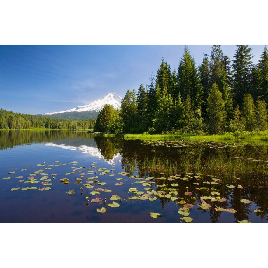 Tablou canvas Nuferi pe lac (105 x 70 cm)