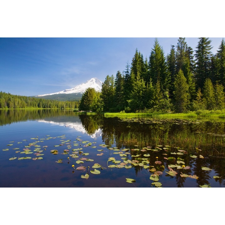 Fototapet Nuferi pe lac 300 x 200 cm