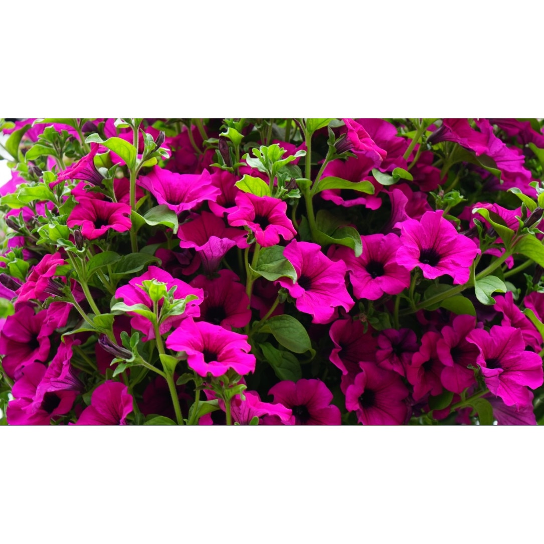 Fototapet de perete autoadeziv si lavabil Petunii mov 200 x 135 cm