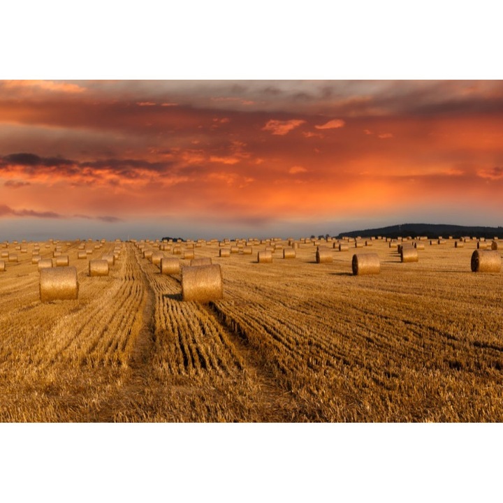 Fototapet Baloti de paie 300 x 200 cm